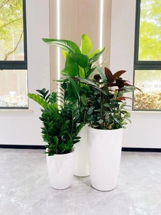 了解鄞州植物租摆方案,为空间增添生机与活力!